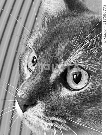 目を見開いている猫2 目を見開いている猫2 117596778