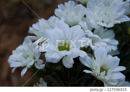 白菊 白菊 117596833