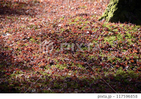 陽だまりの落葉 117596858
