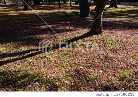 陽だまりの落葉 陽だまりの落葉 117596859