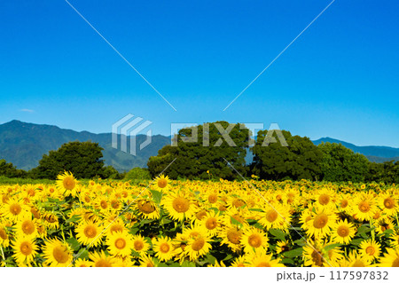 大輪のひまわり　夏イメージ 117597832
