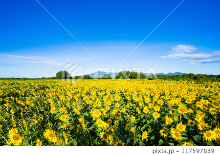 大輪のひまわり 夏イメージ 大輪のひまわり 夏イメージ 117597839