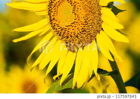 大輪のひまわり 夏イメージ 大輪のひまわり 夏イメージ 117597843