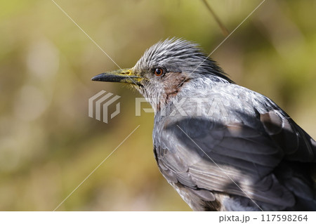 嘴が花粉まみれのヒヨドリ 嘴が花粉まみれのヒヨドリ 117598264