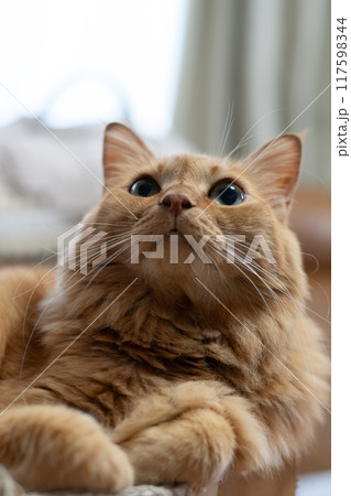 見つめる猫　茶トラ猫 117598344