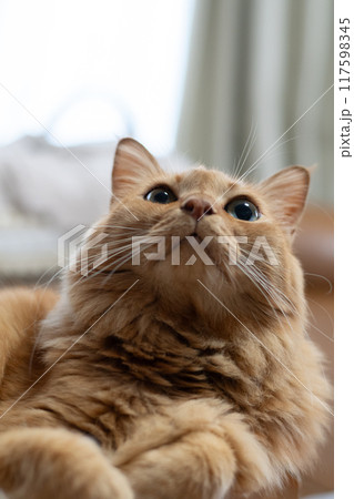 見つめる猫　茶トラ猫 117598345