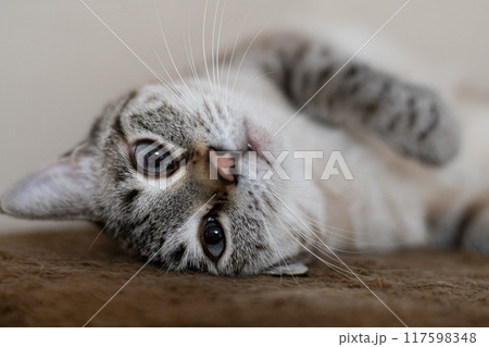 寝ころがってアピールする猫　シャムトラ猫 117598348