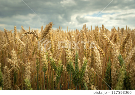 Close-up of wheat ears and a cloudy sky Close-up of wheat ears and a cloudy sky 117598360