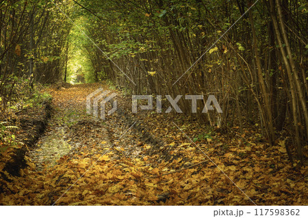 Fallen yellow leaves on a wet dirt road in a dense forest 117598362