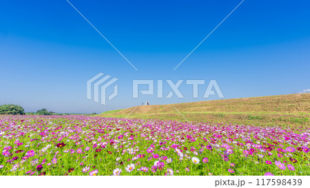 観光スポット　美しい秋晴れを背景にコスモス畑風景「七城町コスモブリッジ周辺」 117598439