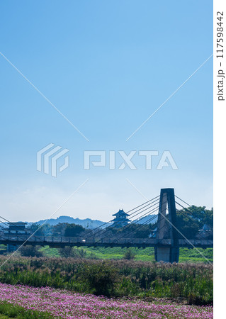 観光スポット 美しい秋晴れを背景にコスモス畑風景「七城町コスモブリッジ周辺」 観光スポット 美しい秋晴れを背景にコスモス畑風景「七城町コスモブリッジ周辺」 117598442