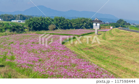 観光スポット 美しい秋晴れを背景にコスモス畑風景「七城町コスモブリッジ周辺」 観光スポット 美しい秋晴れを背景にコスモス畑風景「七城町コスモブリッジ周辺」 117598444