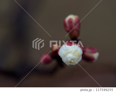 早春の1月に膨らんだウメの蕾 117599255