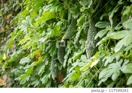 畑で実るゴーヤ 117599261