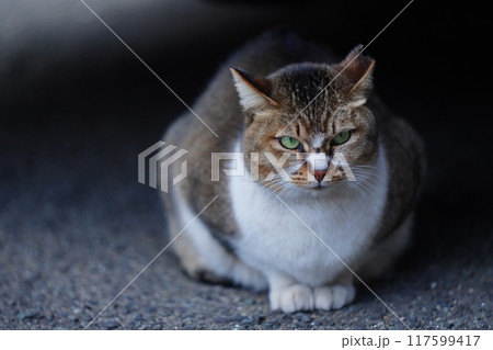 見つめる猫 見つめる猫 117599417