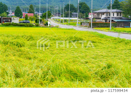 【農業被害】倒伏した稲【長野県】 117599434