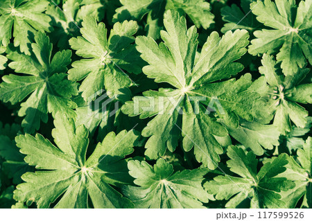 Top view photo of green plant leaves. Copy space close up background. 117599526