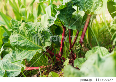 Beautiful photo wallpaper of summer green beetroot plant leaves. Close up background. 117599527