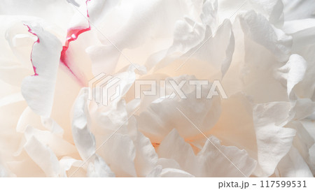 Close up photo of tenderness peony petals. Pale beige colors interior design wallpaper. 117599531