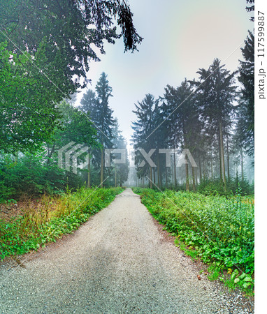 Panoramic image of a misty forest with a mystical atmosphere 117599887
