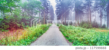 Panoramic image of a misty forest with a mystical atmosphere Panoramic image of a misty forest with a mystical atmosphere 117599888
