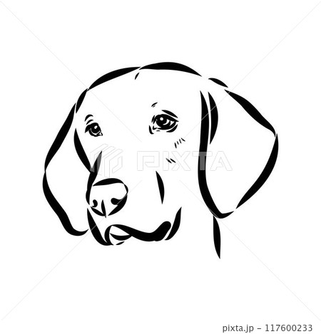 Happy American Foxhound peeking dog. Foxhound portrait. Black and white vector illustration. 117600233