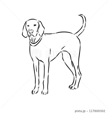 Happy American Foxhound peeking dog. Foxhound portrait. Black and white vector illustration. Happy American Foxhound peeking dog. Foxhound portrait. Black and white vector illustration. 117600302