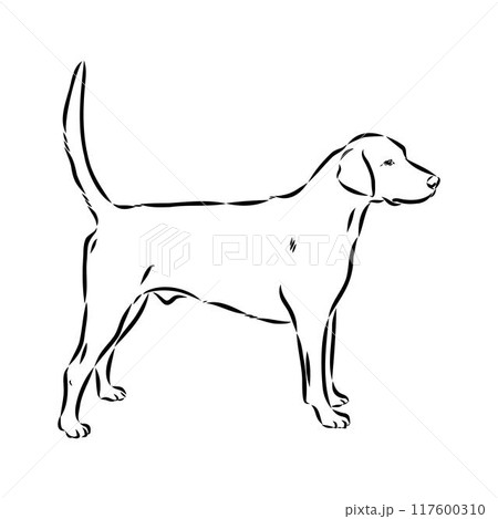 Happy American Foxhound peeking dog. Foxhound portrait. Black and white vector illustration. 117600310