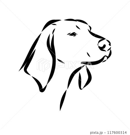 Happy American Foxhound peeking dog. Foxhound portrait. Black and white vector illustration. 117600314