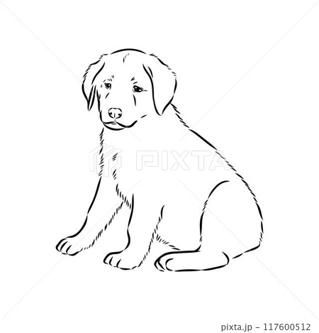 Anatolian shepherd vector sketch illustration 117600512