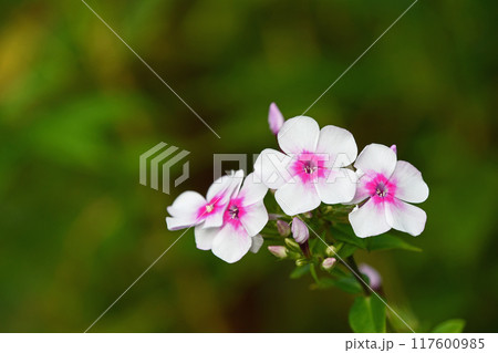 オイランソウ（花魁草） 117600985