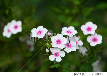 オイランソウ(花魁草) オイランソウ(花魁草) 117600986