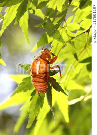 葉についたセミの抜け殻 葉についたセミの抜け殻 117601197