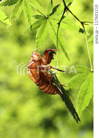 葉についたセミの抜け殻 葉についたセミの抜け殻 117601210