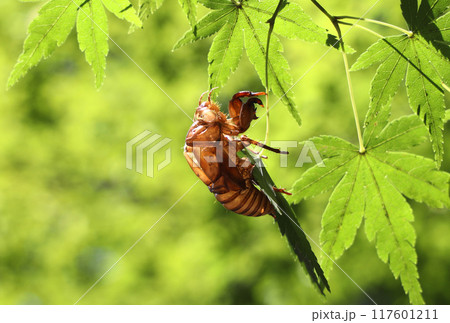 葉についたセミの抜け殻 葉についたセミの抜け殻 117601211