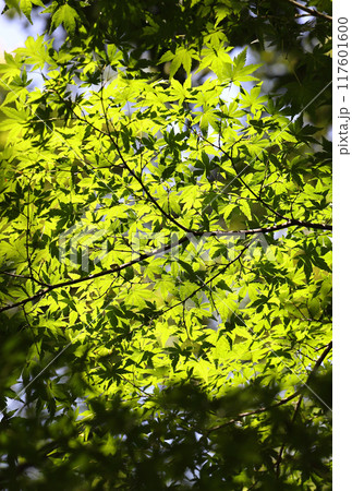 青もみじ 117601600