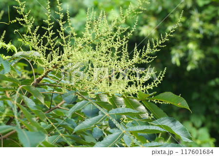 ヌルデの蕾 117601684