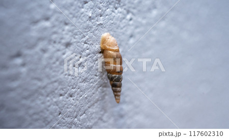コンクリート壁にくっついてカルシウムを食べるキセルガイ(害虫) コンクリート壁にくっついてカルシウムを食べるキセルガイ(害虫) 117602310