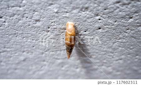 コンクリート壁にくっついてカルシウムを食べるキセルガイ（害虫） 117602311