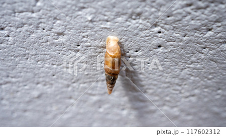 コンクリート壁にくっついてカルシウムを食べるキセルガイ(害虫) コンクリート壁にくっついてカルシウムを食べるキセルガイ(害虫) 117602312