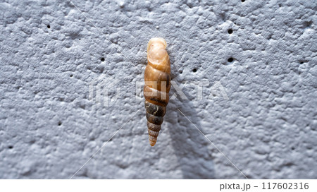 コンクリート壁にくっついてカルシウムを食べるキセルガイ（害虫） 117602316