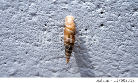 コンクリート壁にくっついてカルシウムを食べるキセルガイ（害虫） 117602318