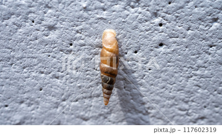 コンクリート壁にくっついてカルシウムを食べるキセルガイ（害虫） 117602319