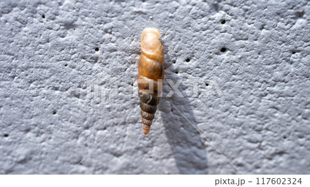コンクリート壁にくっついてカルシウムを食べるキセルガイ（害虫） 117602324