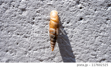 コンクリート壁にくっついてカルシウムを食べるキセルガイ(害虫) コンクリート壁にくっついてカルシウムを食べるキセルガイ(害虫) 117602325