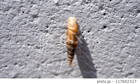 コンクリート壁にくっついてカルシウムを食べるキセルガイ（害虫） 117602327