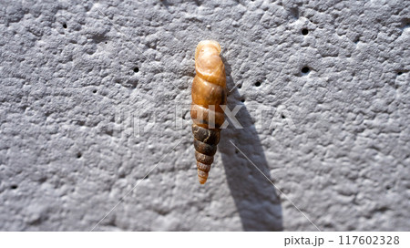 コンクリート壁にくっついてカルシウムを食べるキセルガイ（害虫） 117602328