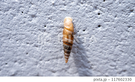 コンクリート壁にくっついてカルシウムを食べるキセルガイ（害虫） 117602330