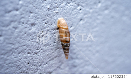 コンクリート壁にくっついてカルシウムを食べるキセルガイ（害虫） 117602334