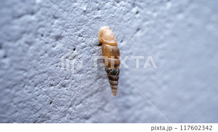 コンクリート壁にくっついてカルシウムを食べるキセルガイ（害虫） 117602342